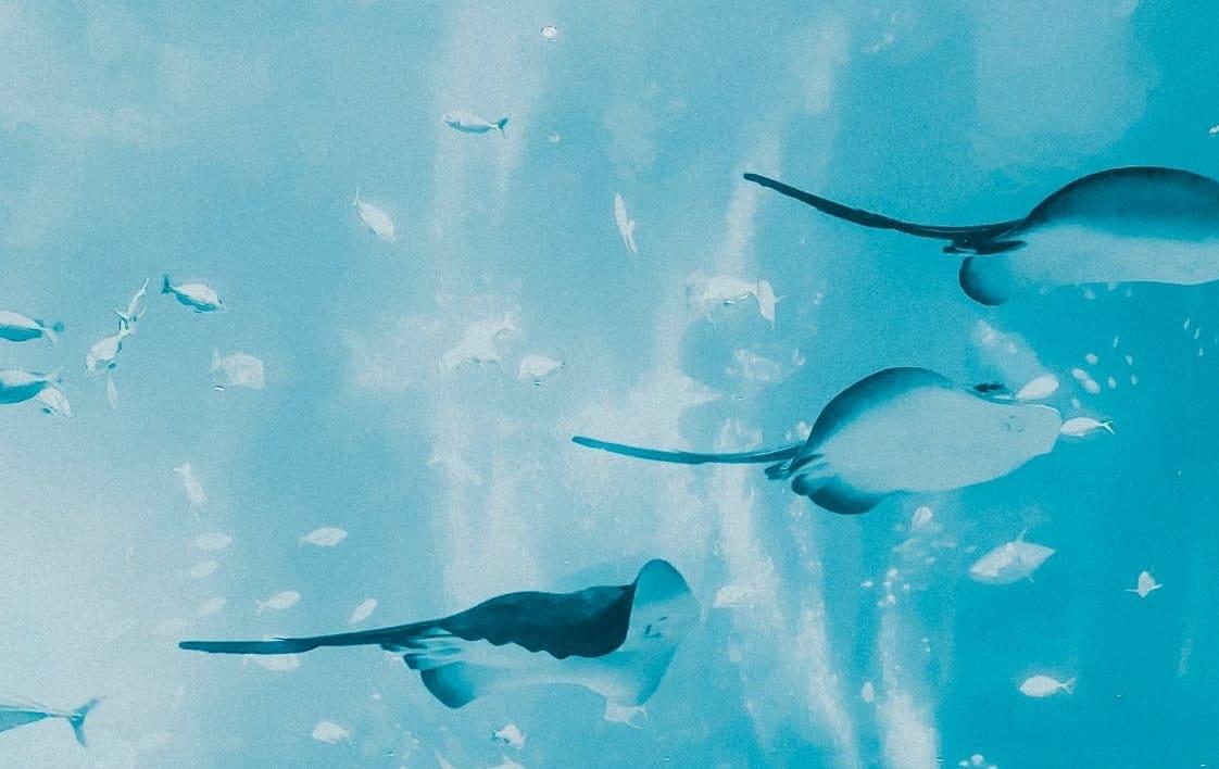 DUBAI AQUARIUM